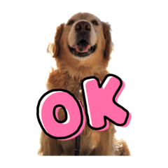 ゴールデンくースタ