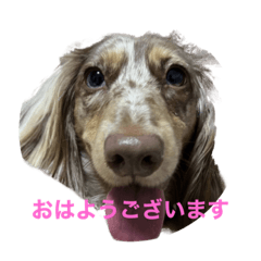 かにさんのダックスフンド