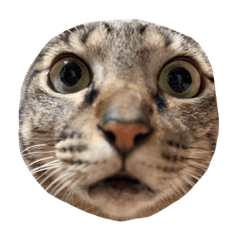 Peggy_20230816133914