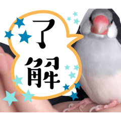 定番・文鳥のみぃちゃん