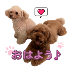 トイプーの日常(ココルイ)