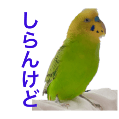 まるちゃんデス2