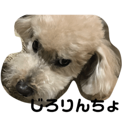 ももちゃんの一言スタンプ