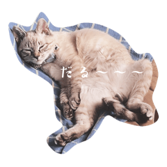 しあわせ元保護猫POMO