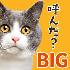 大迫力！ちらっと猫【写真BIGスタンプ】