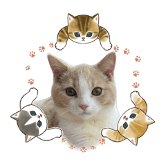 まんまるもちのスタンプ