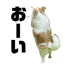 チワワとチワプーのスタンプ