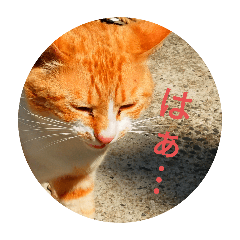 野良猫2匹