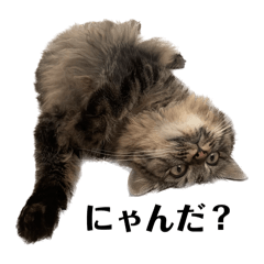 キジトラ毎日スタンプ