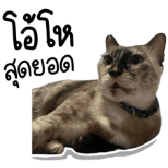 Tam, the chill cat