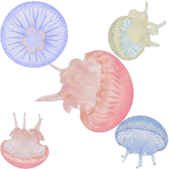 パステル　クラゲ