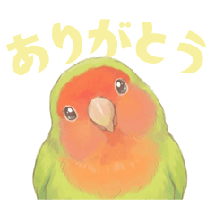 コザクラインコ【ノーマル】