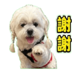 LOVELY DOGGGGGG