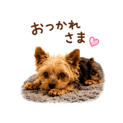 甘えん坊 テトちゃん