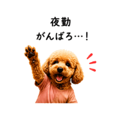看護師★トイプードルちゃちゃ