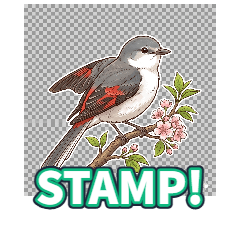 Japanese White-eye wwww