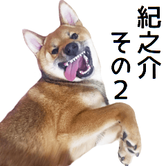 柴犬 紀之介2