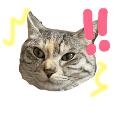 毎日使えるずんだちゃん