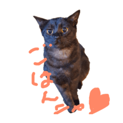 ノワールとブラック