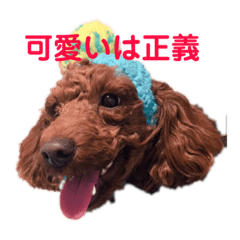 トイプードルうーたんの日常。赤ちゃん編。