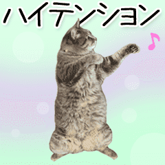 動く！ハイテンションにゃんこ2