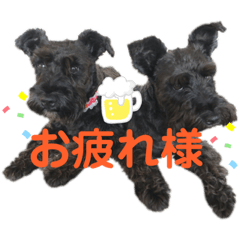 シュナスタ【日常系？】