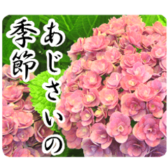 暮らしに花を♪あじさい（敬語）
