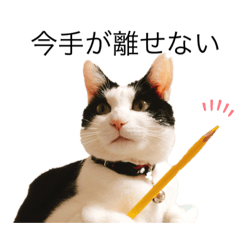 日常で使えるねこ