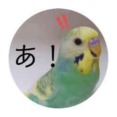 癒されインコ1