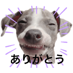 イタグレ 楽（らく）