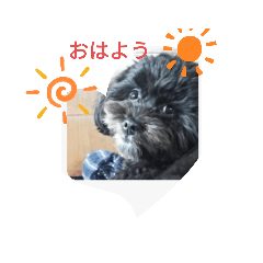 プーシ―ズの日常2