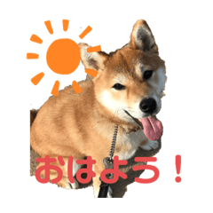 柴犬あんず vol.1