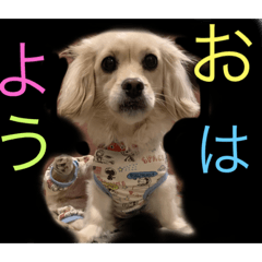 マルックス　あも