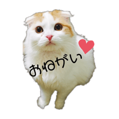 ひらつかさん家のこじろうくん。