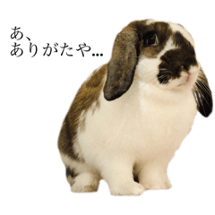 うさぎのモウ子