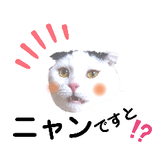 白黒ネコの日常スタンプ