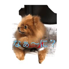 私のワンちゃん （日常会話）