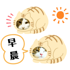 猫のタビッチ！ 猫着ぐるみ猫 (広東語)
