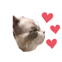 ラグドールのルーク❤️