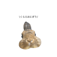 まめたはうさぎ