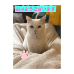 しろくろねこスタンプ