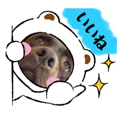 こたろう（チョコラブ3）