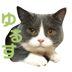 素直な気待ちしーちゃんず