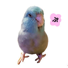 ピスタチオとブルー2