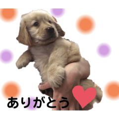 多頭飼い　日常☆ アラン