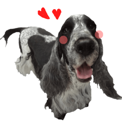 実写！イングリッシュコッカー