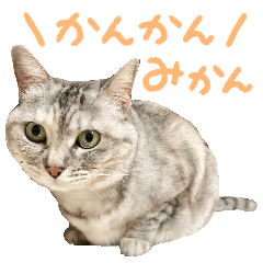 アメショみたいなみかんちゃん