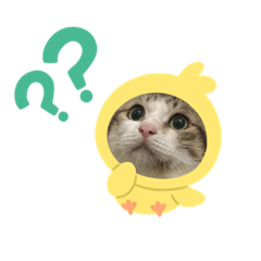 Jasper fever_Mess life 2020