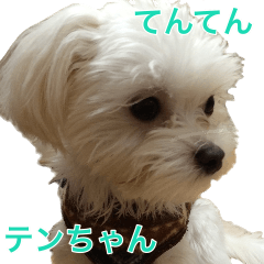 てんてんテンちゃん