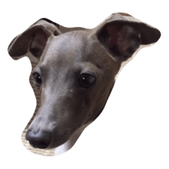 イタリアングレイハウンド